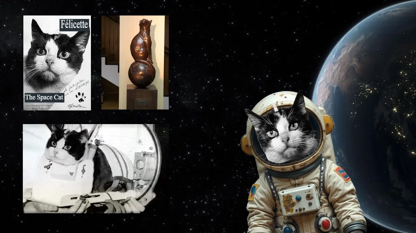 Félicette: The First and Only Cat to Successfully Journey into Space