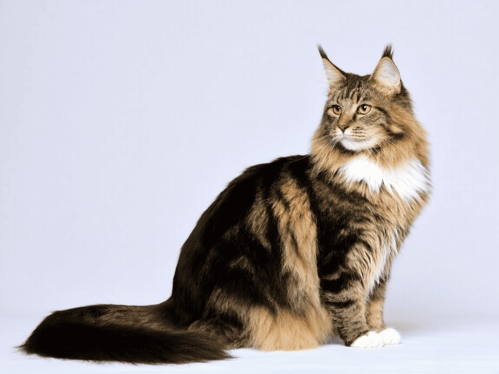 Majestic Maine Coon Cats: Your Complete Guide to America’s Gentle Giants